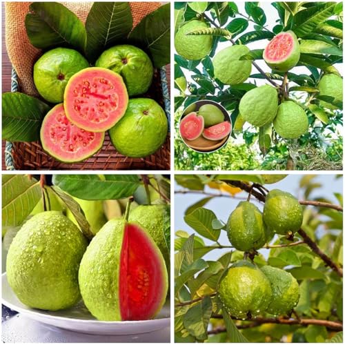 Mixrug 100+ Organic Pink Guava Seeds for Planting,Psidium Guajava Seeds Non-GMO Heirloom,Tropical Fruit Seed Vitamin C Rich Exotic and Delicious Fruits for Garden Home Outdoor