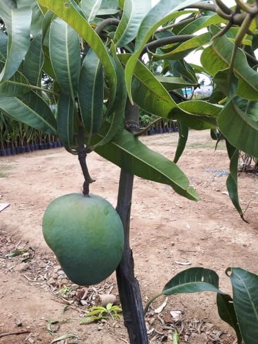 Image of Badam Mango Mango Plant (Grafted Plant Height 2-3 Feet) Hybrid 1 Healthy Live Frout Plant For Home Garden Fruit After 2-3 Years Grafted Mango Tree
