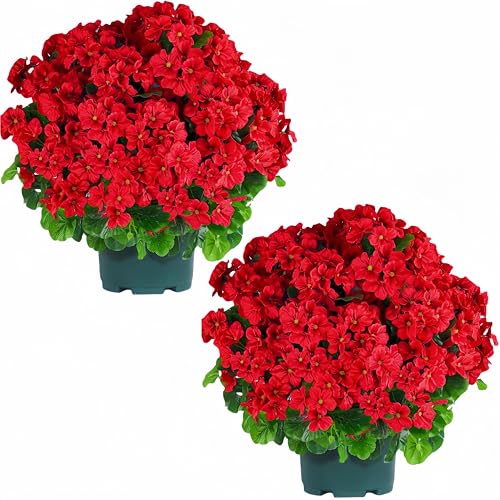 QIANYUN Artificial Topiary for Outdoors- 20” Potted Plant Fake Geraniums Bush-UV Resistant Artificial Outdoor Plant for Front Porch, Garden, Yard, Patio Decor (Red)