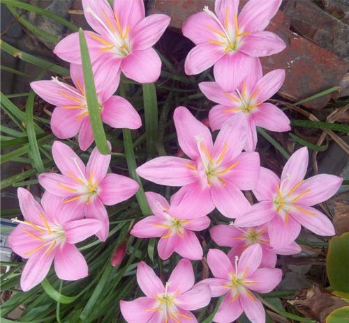 Image of Rain lily | Fresh & healthy flower | Imported Variety flower bulbs | Pack of 2 Best bulbs | by Plantogallery(Pink)