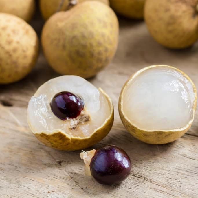 Longan Tree - Live Big Fruit Tree 12'-24' Tropical Plantae