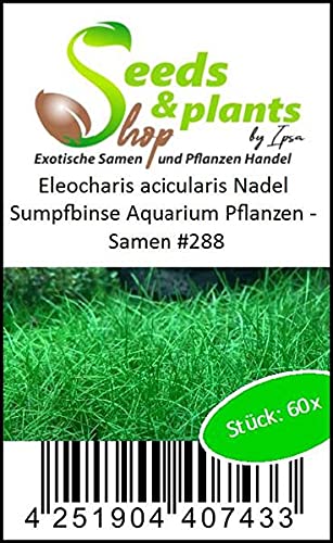 Stk - 60x Eleocharis acicularis Nadel Sumpfbinse Aquarium Pflanzen - Samen #288 - Seeds Plants Shop Samenbank Pfullingen Patrik Ipsa - Image 5