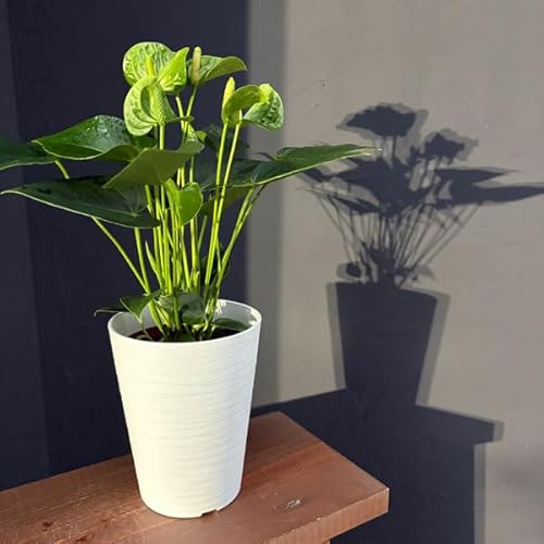 AXEFX}Og 4.5A[_][O[]