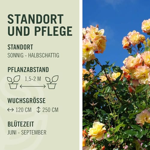 Kletterrose Moonlight in Kupfer-Gelb - Rosa - Kletter-Rose winterhart & duftend - Pflanze für Rankhilfe im 5 Liter Container von Garten Schlüter - Pflanzen in Top Qualität