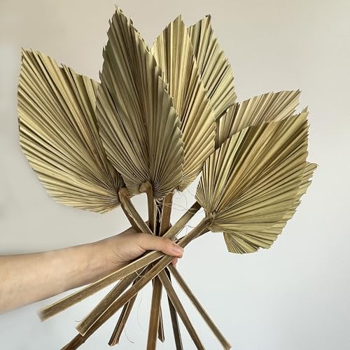 5 piezas Palmas Secas Orgánicas para Decoración Boho miniatura 1