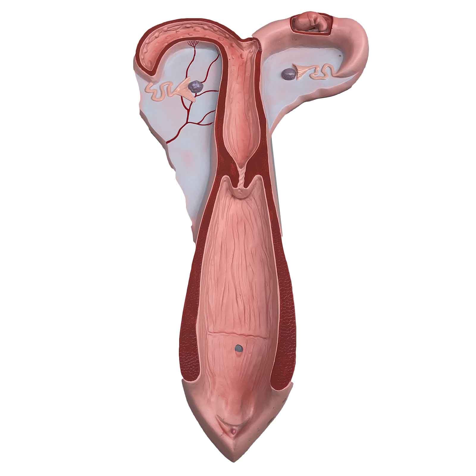 Yrqmgsf Red Sheep Uterus Model Sheep Vagina Anatomical Model Animal Reproductive Organ Model Uterus Gifts Medical Teaching Tool