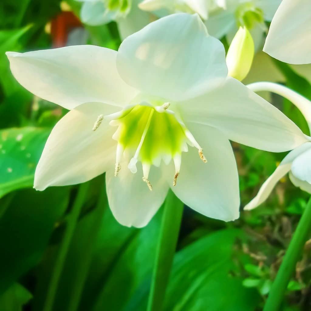 2 X Calla Lily Bulbs - Pastel Mix - Spring Flowering Bulbs For Gardens Perennials - Tim Tim Agro (AMAZON LILY FRAGRANT WHITE) (B09Y9KMM4K) Amazon Price History, Amazon Price Tracker