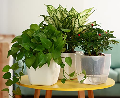 6-Pack Self Watering Planters and Pots for Indoor Plants 7” Large African Violet Pots Plastic Wick Flower Pots with Water Injection Hole, Orchid Plant Pot Set, Clay Pebbles Included, Clear and White - Thumbnail 7