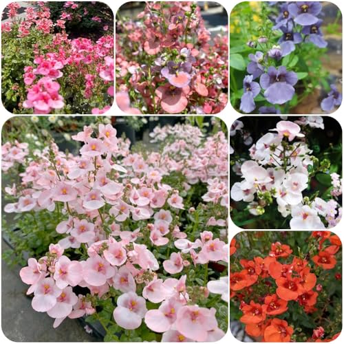 Elfensporn, wohnzimmer deko Diascia barberae, exotische blumenwiese herbstaussaat für sonnige plätze blumensamen bienenfreundlich 120Samen
