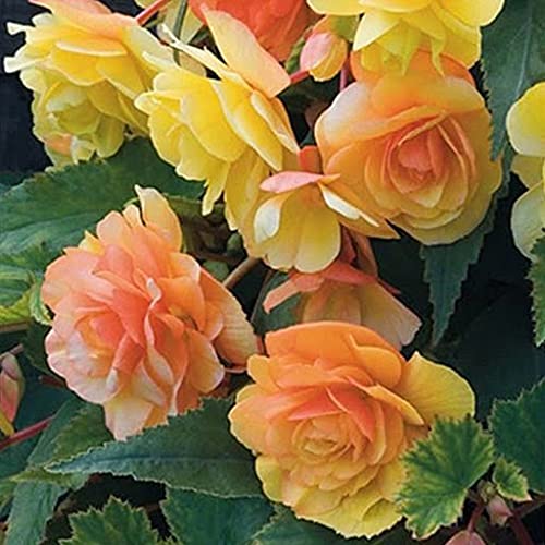 Graines de fleurs de bégonia paquet de 100 graines