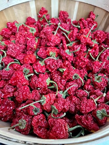 Leaning Tree Micro-Farm Naturally Dried Scotch Bonnet Peppers - Red - 1 Oz. Resealable Mylar Bag - Image 2