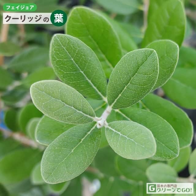 フェイジョア クーリッジ 超逸品 フェイジョア クーリッジ株立ち1 3M