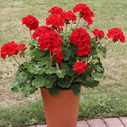 See full amazon price history chart for Greenursery Geranium Live Beautiful Indoor Flower Plant with Pot (Pack of 1) (Red) Greenursery Geranium Live Beautiful Indoor Flower Plant with Pot (Pack of 1) (Red) (B0CRH12VKW) Amazon Price History, Amazon Price Tracker