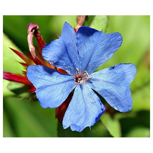 PLAT FIRM SEMI DI GERMINAZIONE: Leadwort vivace (Plumbago) - Ceratostigma - Gallon Pot