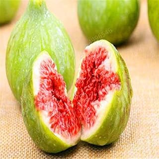 . 100 Pieces Bonsai figs, Fruit Plants, Bonsai Plants, legumes, Plants, Balcony Plants Food in Pot for The Garden Easy to Grow: 16: Only Seeds