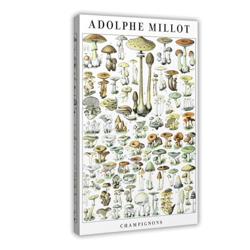 Poster Adolphe Millot champignons vintage toile 30x45 cm decoration murale chambre et bureau