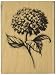Inkadinkado Mounted Rubber Stamp DD-Hydrangea 3"X2.25"
