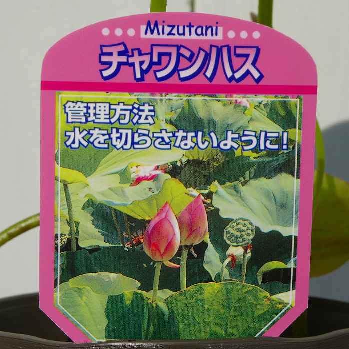 Amazon.co.jp: 蓮 茶碗蓮 苗 ハス 4号鉢 チャワンバス 250513 : DIY