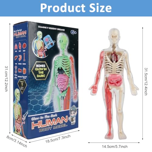 Image of PATPAT 32 Pieces DIY Human Body Model for Kids Assembly Human Skeleton Model for Kid Glow in The Dark Skeleton Educationa Toys Puzzle for Kids Educational Biology Class Tool for Kid Age 6+