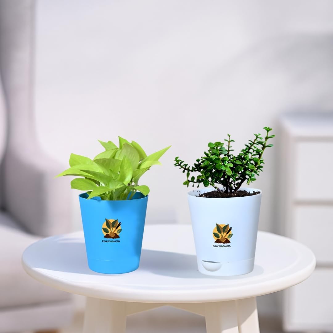 - Indoor Live Plants Combo Set | Golden Money Plant & Zade Plant with Decorative Self-Watering Pots | Air-Purifying Low-Maintenance Houseplants for Living Room, Bedroom, Office & Home Decor