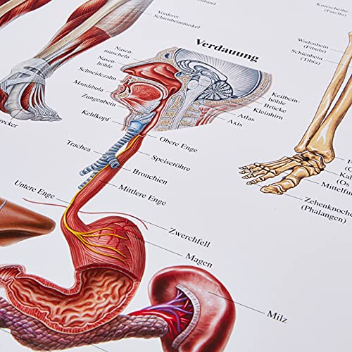 Der menschliche Körper. 70x100 cm