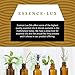 Essence-Lux 10ml Oils - Rose Essential Oil - 0.33 Fluid Ounces