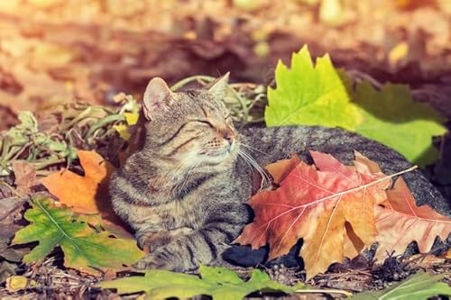 Ep. 7- Afternoon, Sunset, Midnight: Piano Pieces for Fall by Rebekah Maxner cover art