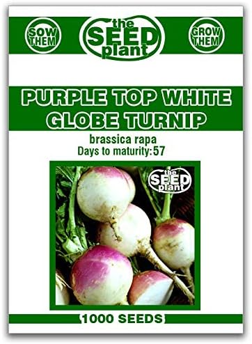 Purple Top White Globe Turnip Seeds - 1000 Seeds Non-GMO