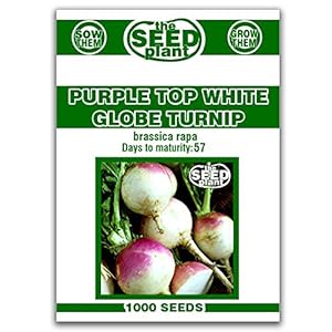 Purple Top White Globe Turnip Seeds...