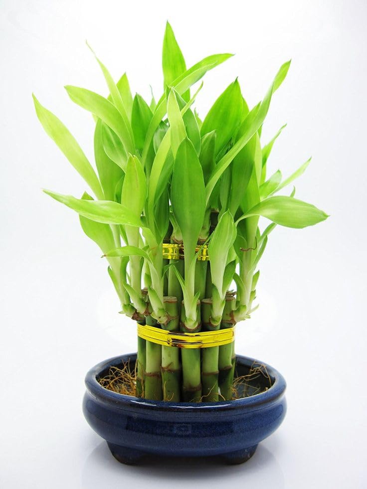 See full amazon price history chart for Lucky Bamboo Indoor Plant (Without Pot) 18 Piece, 12 Pieces OF 2 Layer & 6 Pieces OF 3 Layer Live Plant Original Variety Lucky Bamboo Indoor Plant (Without Pot) 18 Piece, 12 Pieces OF 2 Layer & 6 Pieces OF 3 Layer Live Plant Original Variety (B0CKJ5NYR5) Amazon Price History, Amazon Price Tracker