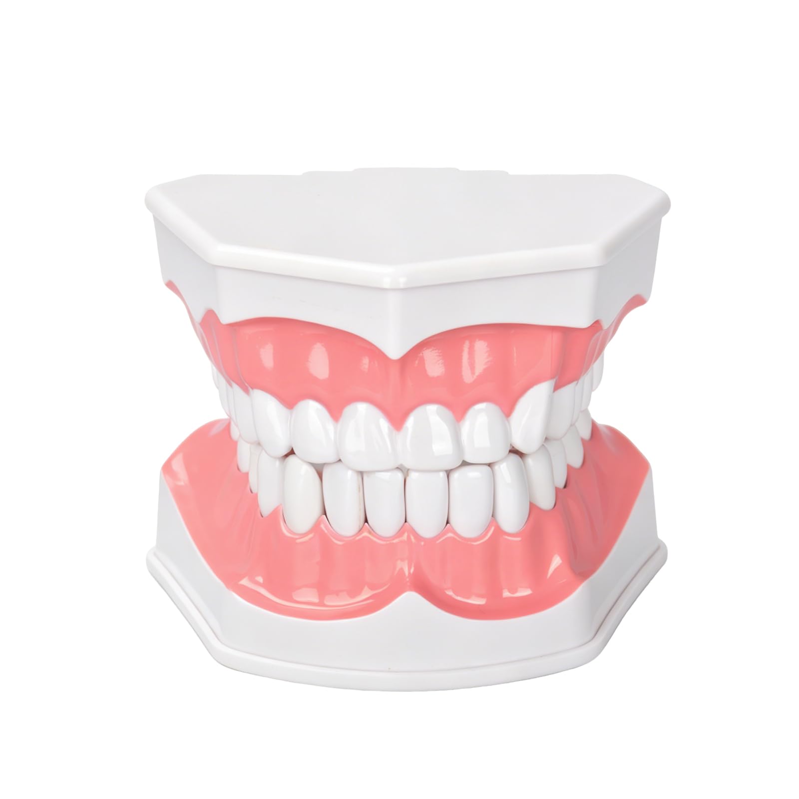 Ultrassist, modello dentale ideale per spazzolare i denti dentali per bambini, 2 volte ingrandire, include spazzolino per studio anatomico dei denti dentali, educazione orale