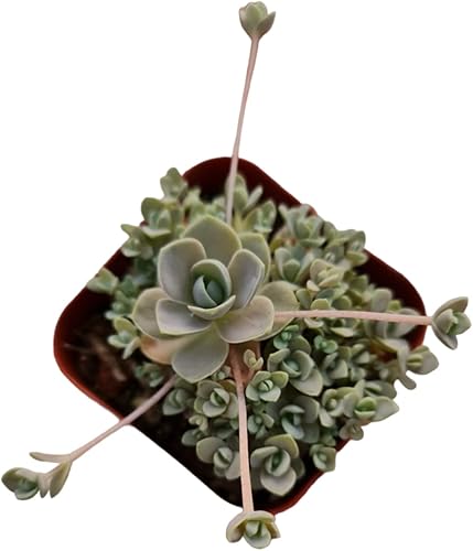 Miniatura 9 de USKC Cactus vivos y plantas suculentas (maceta Titanopsis Calcarea) de 2 pulgadas)