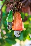 Cashew Tree Seeds