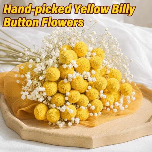 40 flores secas naturales Craspedia Billy Balls miniatura 6