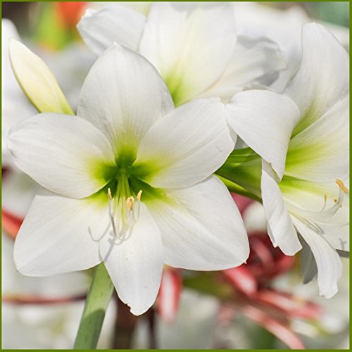 Easy to Grow Amaryllis White Christmas 1 Plant Bulb - White Flowers Indoor Winter Holiday or Outdoor Spring Blooms