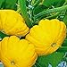Semillas de calabaza, 5pcs / Bolsa Vieira Squash Semillas Bush sana Color vibrante bajos en grasa Vegetable Seeds Para la casa Para Ideal jardinería regalo al aire libre