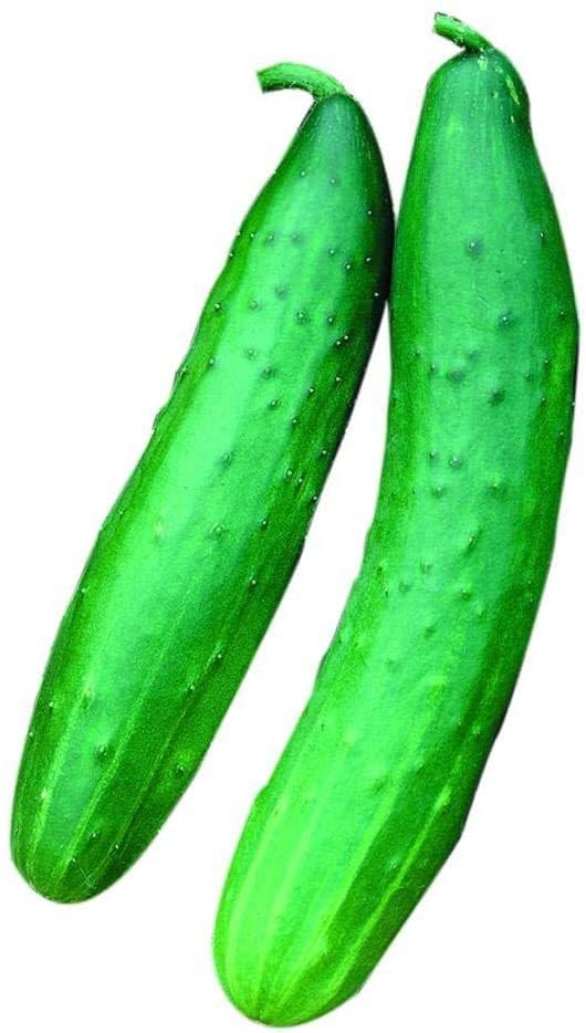 Willvine Garden Sweet Burpless Cucumber Seeds-AHS-10E-picture-25