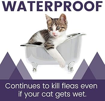 revolution selamectin amazon