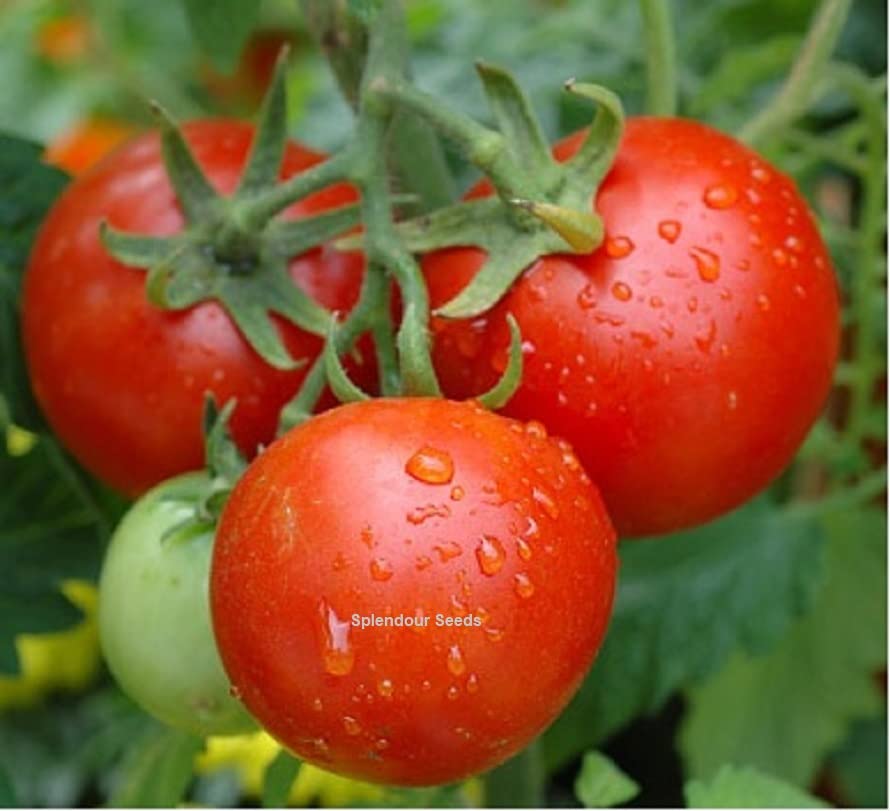 Splendour seeds Tomato Vegetable Seeds kitchen garden rooftop garden seeds (B01GVG9XW2) Amazon Price History, Amazon Price Tracker