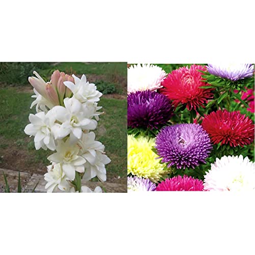 Top 4 Free Flower Seeds of 2023 Best Reviews Guide