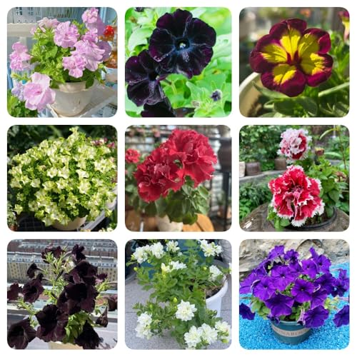 Semi di petunia - per luoghi soleggiati Petunia ibrida - decorazione soggiorno semi di selvatici regali sostenibili rari perenni regali per gli amanti del giardino 350pcs
