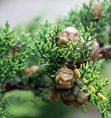 Plantree 20 Monterey Cypress_Cupressus Macrocarpa, Baumsamen T-035 X2 (Combo S/H) - Image 5