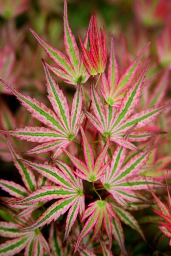 Alpenweiss Japanese Maple