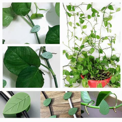 Luvadeyo Set van 30 plantenclips voor klimmende plantenclips, zelfhechtende wandmontageclip, plantenhouder, klimhulp… - Image 7
