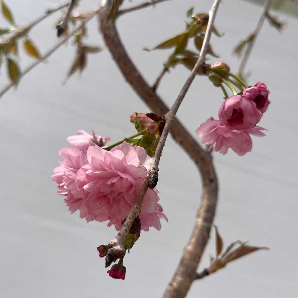 Amazon.co.jp: 選べる 枝垂れ桜 ポット苗 10.5cmポット 枝垂れ富士桜