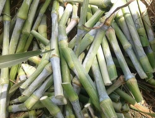 Malowal® Super Napier 20 Multi-Cut Hybrid Fodder Grass Slips for Animal Husbandry Like Cow, Buffalo, Goat, Sheep, Poultry, Rabbit (Pack 50 Slips, Super Napier 20)