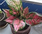 Comme sur l'image 3 : 200 pièces Bellissimo mosaico Piante Aglaonema Semi Perenne Fiore Piante Ornamentali da interno Alberi sempreverdi semi di Fiore Pianta da 3