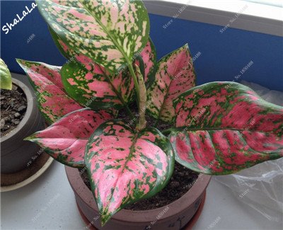 3: 200 Pc Bellissimo mosaico Piante Aglaonema Semi perenne Fiore piante ornamentali da interno Alberi sempreverdi semi di Fiore Pianta da 3