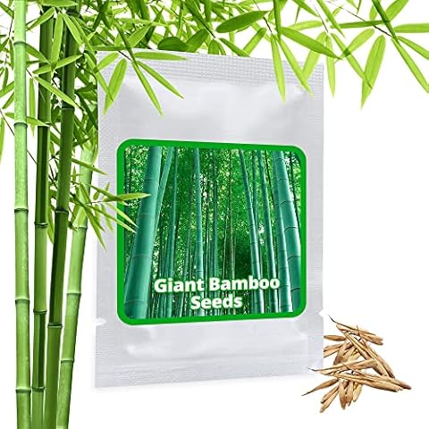Giant Bamboo Seeds 60 pcs/Moso Bamboo/UK Hardy/Grows up to 8-10 metres in Record Speed Cover