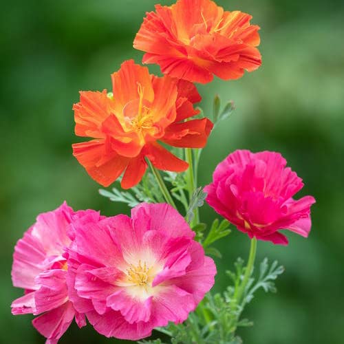 Organic California Poppies - Eschscholzia Californica Thai Silk Formula Mixed Seeds - Approx. 180 Seeds - California Poppies
